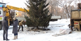 Два хвойных дерева в городских парках уже посажено Тимур Балашов