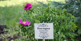 Роза сибирская  IrkutskMedia