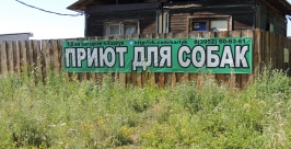 На 6 тысяч рублей стали &quotбогаче&quot бездомные животные в Иркутске Дарья Долгова РИА IrkutskMedia