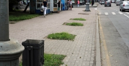 Состояние всех тополей на улице Карла Маркса проверят в центре Иркутска Мария Оленникова