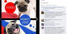 Политактивность пользователя Моль Горностаевая скриншот с сайта Facebook