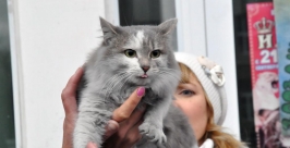 На 14 пушистых беспризорников стало меньше в Иркутске Мария Оленникова