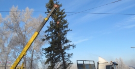 Самую высокую натуральную ель установили в Свердловском округе Иркутска Тимур Балашов