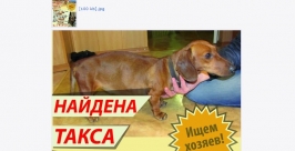 От холода и голода едва не погибла такса в Ново-Ленино в Иркутске Скриншот с сайта angara.net