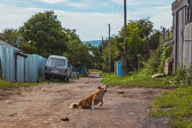 дом, жилье, дача, хижина, село, деревня, земля, частный сектор, лето, огород, участок, собака Мария Смитюк, ИА PrimaMedia