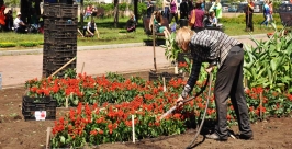 Цветы начали высаживать в сквере имени Кирова в Иркутске Оленникова Мария, IrkutskMedia