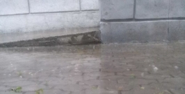 Дождь на улице Ленина Надежда Кухарь