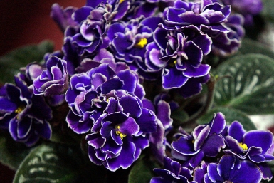 Фиалка Мария Оленникова, IrkutskMedia