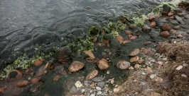 Сине-зеленые водоросли проверят уполномоченные органы в Иркутской области  Фото предоставлено Лимнологическим институтом Иркутска