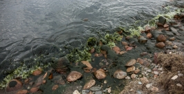Сине-зеленые водоросли на Байкале появились еще в дореволюционный период  Фото предоставлено Лимнологическим институтом Иркутска