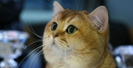 &quotУлетные коты&quot Мария Оленникова, IrkutskMedia