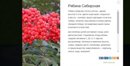 Рябина сибирская предварительно стала зеленым символом Иркутской области  Скриншот с сайта ruspriroda.ru