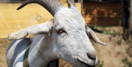 За селфи с козой призы и подарки получат посетители контактного зоопарка в Иркутске Оленникова Мария, IrkutskMedia