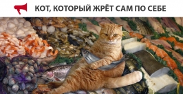 Доступ на сайт ИА IrkutskMedia затруднил кот-обжора из Владивостока Мем из интернета