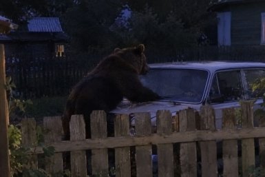 Медведи бесстрашно выходят к домам и трассам в Приангарье - фото и видео за 2 октября Сгенерировано нейросетью