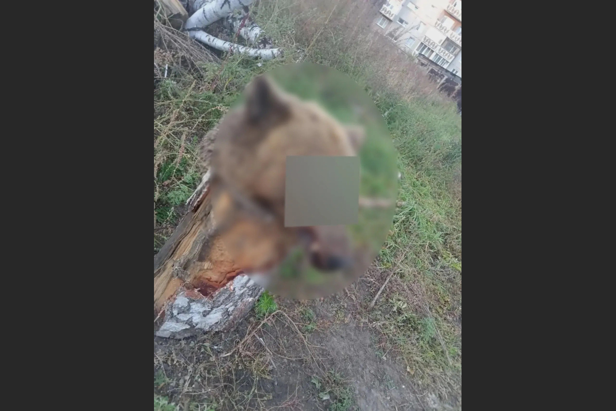 Медвежью голову обнаружили во дворе жилого дома в Ангарске Полиция Ангарска