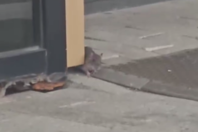 Крыса скриншот видео