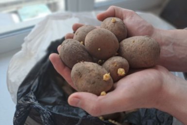 Эти сорта картофеля приведут вас в никуда: на вкус ватные — в супе безвкусные, а пюре всегда с комочками