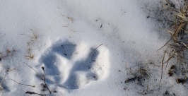 По следам начали считать обитателей &quotЗаповедного Прибайкалья&quot в Иркутской области Пресс-служба &quotЗаповедного Прибайкалья&quot 