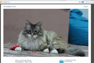 Кот Лексус скриншот с vk.com