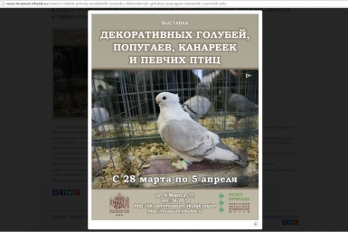 Краеведческий музей Иркутска открыл выставку экзотических и декоративных птиц скриншот