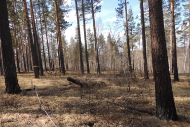 За полгода в Плишкинском лесу зафиксировано 13 незаконных рубок деревьев  Тимур Балашов, РИА IrkutskMedia