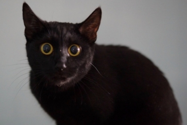 Кошка Багира скриншот