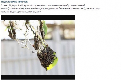 Горностаевая моль &quotотправилась в турне&quot по городам Иркутской области  Скриншот страницы &quotПодслушано Иркутск&quot
