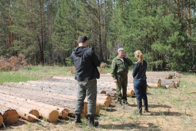 В лесах Иркутского района активисты ОНФ обнаружили незаконные вырубки и пилораму Пресс-служба ОНФ