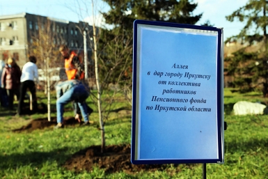Сотрудники ПФР Приангарья посадили 25 берез за 125 тысяч рублей в центре Иркутска  Мария Оленникова, IrkutskMedia