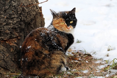 Снежный кот Мария Оленникова, IrkutskMedia