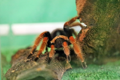 Мексиканский красноногий птицеед Brachypelma emilia Мария Оленникова, IrkutskMedia