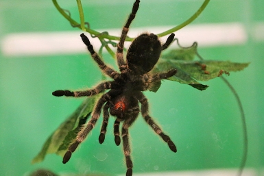 Brachypelma boehmei паук-птицеед Мария Оленникова, ИА IrkutskMedia