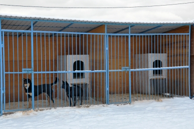 Питомник &quotК-9&quot Оленникова Мария, IrkutskMedia