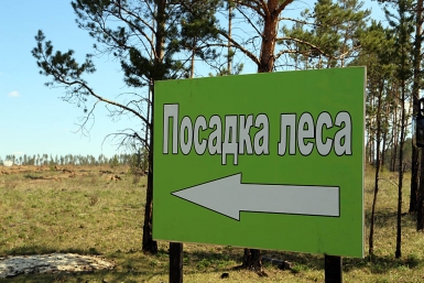 Посадка леса Мария Оленникова, IrkutskMedia