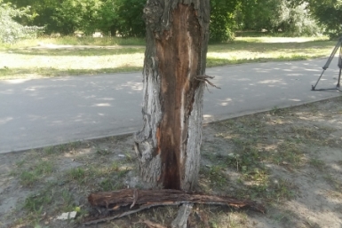Дерево Пресс-служба администрации Иркутска