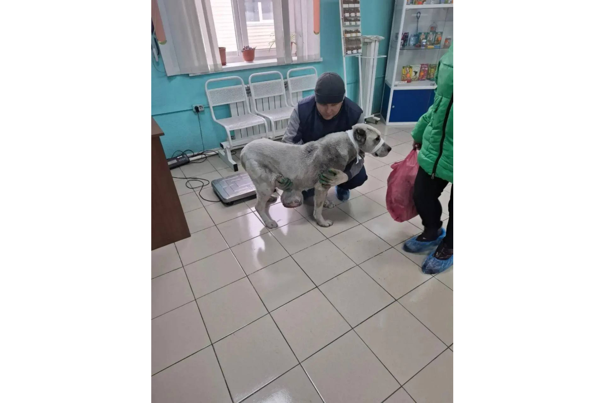 Черемховские ветеринары прооперировали алабая с большой опухолью Ассоциация ветеринарии Приангарья
